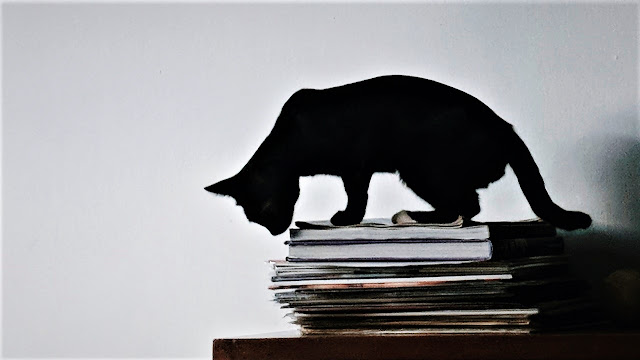 Black cat on books 