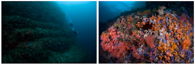  Pulau Empat menyimpan keindahan bawah maritim Pulau Empat - Wisata Pulau Taliabu (Provinsi Maluku Utara)