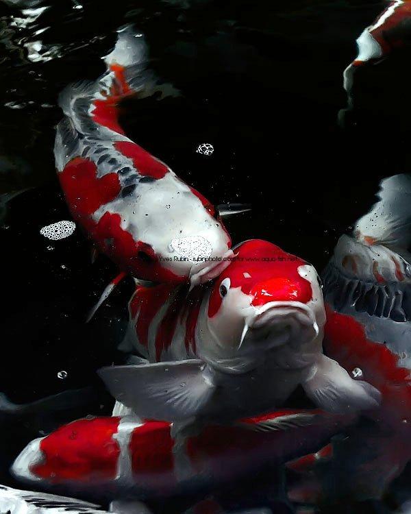 World's All Amazing Things, Pictures,Images And Wallpapers: Koi Fish