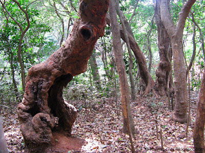  Alien Body Shaped Tree Found In Jungle  Weird Alien Tree Jungle Photos - Bizarre Alien Shaped Tree Vid
