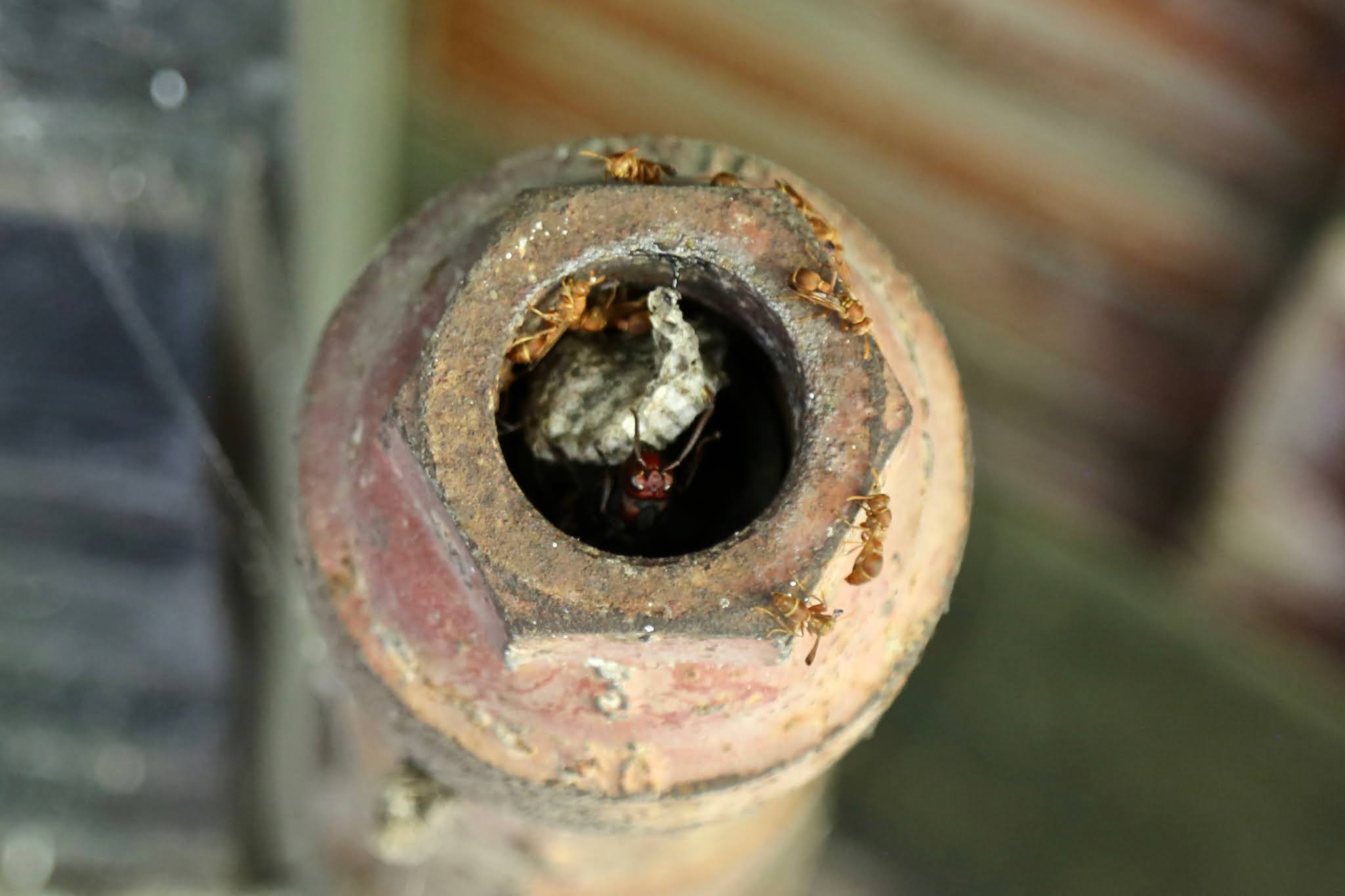 Greater Banded Hornet Raids a Paper Wasp Hive, high resolution free, Urban Wildlife Photography