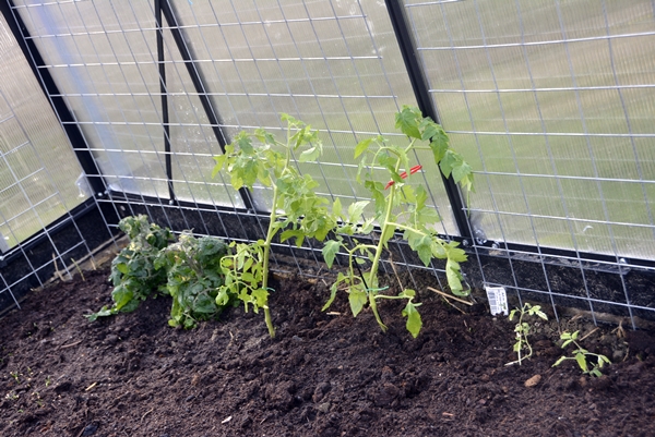 tomatplanter