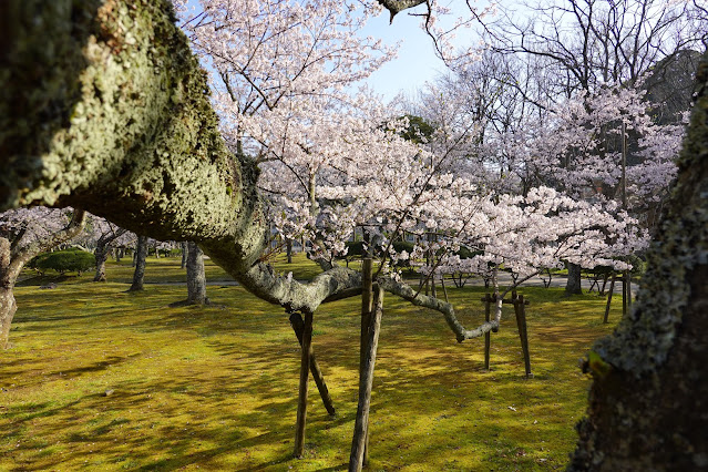 鳥取県米子市西町　港山公園　満開のソメイヨシノ桜