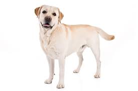 labrador - retriever