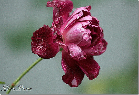 Burgundy_Iceberg_Rains