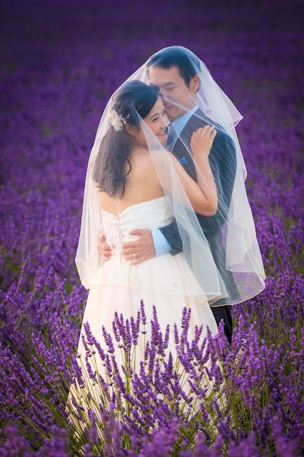 Valensole-Campi di lavanda al tramonto