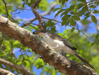 Fork-tailed Flycatcher feeding – Brazil – Dec. 2007 – photo by Dario Sanches