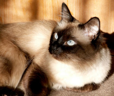 Birman Cats Pics