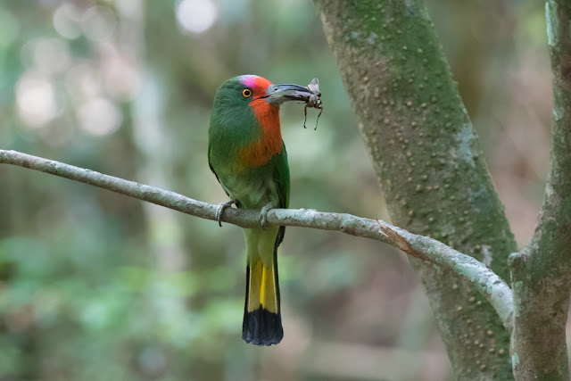 red-bearded bee-eater, Kaeng Krachan NP, Thailand