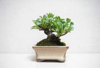 bonsai trees