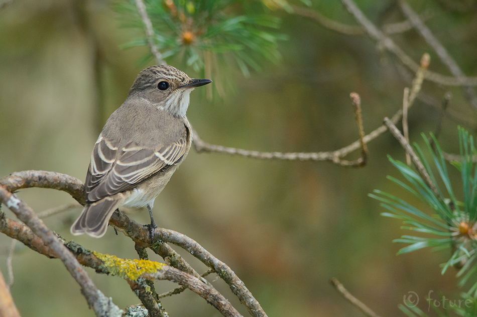 Hall-kärbsenäpp, Muscicapa striata, Spotted Flycatcher