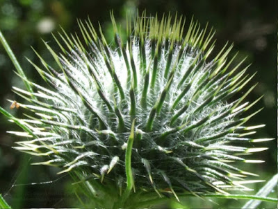 Thistle spikes (spines) unopened flower