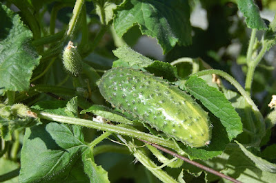 How to pinch cucumbers