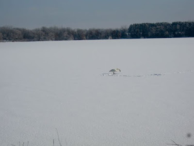 Bone Lake swan