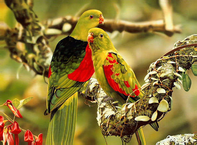 Beautiful Parrots Wallpapers