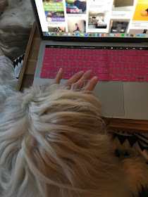Trying to work with a puppy