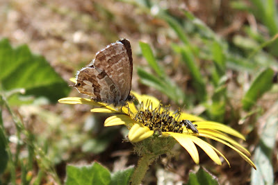 Geraniumblauwtje - - Cacyreus marshalli