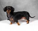 Cutest And Most Adorable Dogs In The World Cutest And Most Adorable Dogs In The World