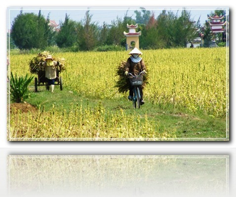vung1_5e059
