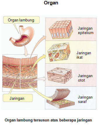 Biologi Pengertian dan Sifat Serta Cabang Biologi Skypiea