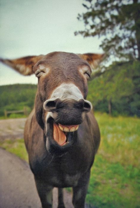 donkey is happy