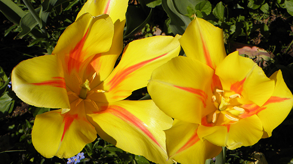 Yellow Tulips striped with Orange