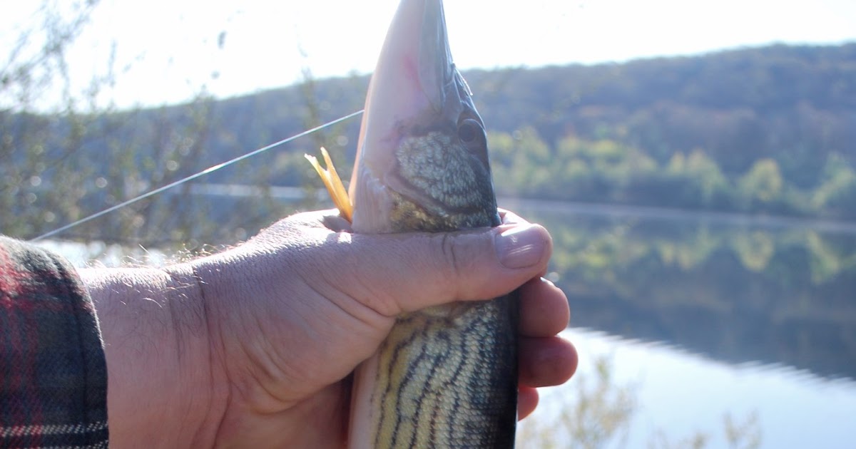 Litton's Fishing Lines: Pickerel Cold Water Fishing