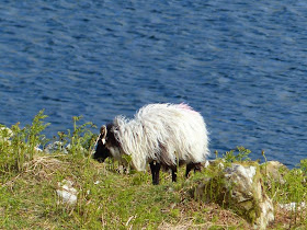 le Connemara