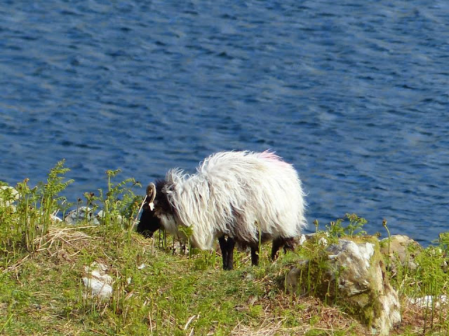 le Connemara