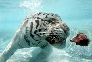 tiger water meat