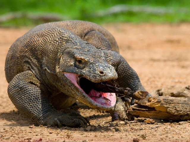 How Komodo Dragon Eat