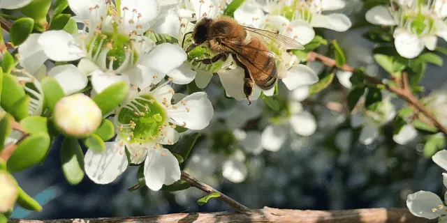 albina pe floarea de arbore de manuka