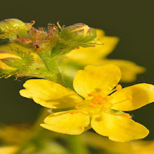 Agrimonia | Mitrídates Eupatorio