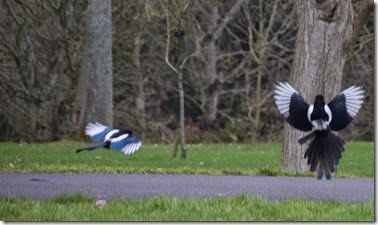 13-DSC_0181
