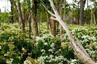 Shenandoah National Park