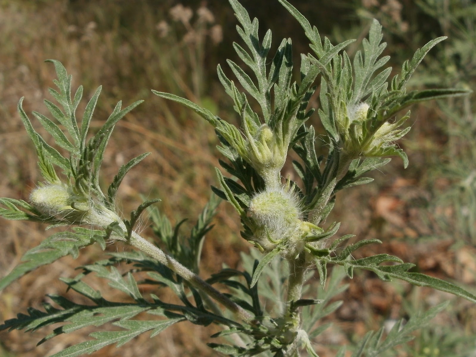 Second-Growth Timber: Ragweed