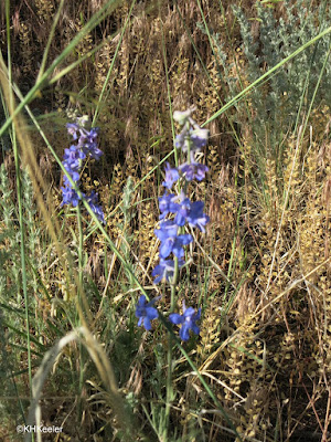 larkspur, Delphinium sp.