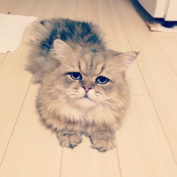 The Disappointed Cat is your new favorite cat (10 pics), Foo-Chan pictures, the disappointed cat pictures, cute cat pics, funny cat photos