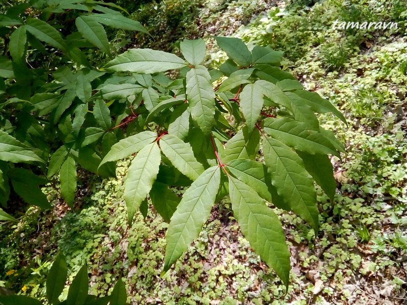 Клён маньчжурский (Acer mandshuricum)