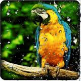  new hd 2016Parrot Live Wallpaper photo,free download 11