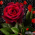 LINDAS ROSAS ROJAS CON MOVIMIENTO PARA TI, POR TU LINDA AMISTAD, TE QUIERO MUCHO :) 