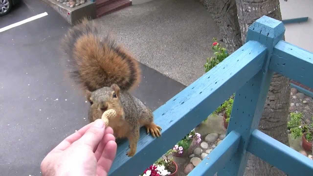 Feeding Birds Peanuts