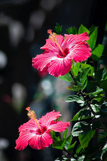 Rising Mercury??? 9 Flowering Plants that love the Sun.