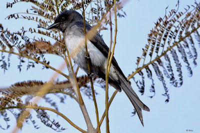 White-bellied Drongo  Dicrurus caerulescens