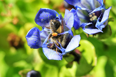 Gentiana calycosa - Mountain Bog Gentian with Insect