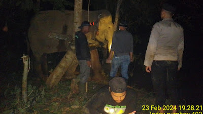  Anggota Polsek Simpang Jernih Dampingi Petugas Medis Tangani Seekor Gajah Liar Yang Sakit