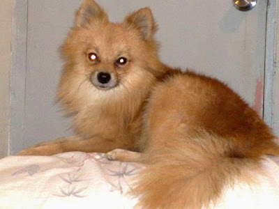 Pomeranian Dog Names