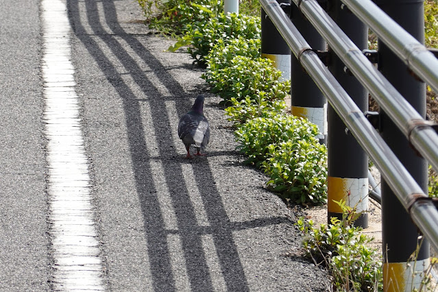 島根県松江市美保関町美保関 境美保関線