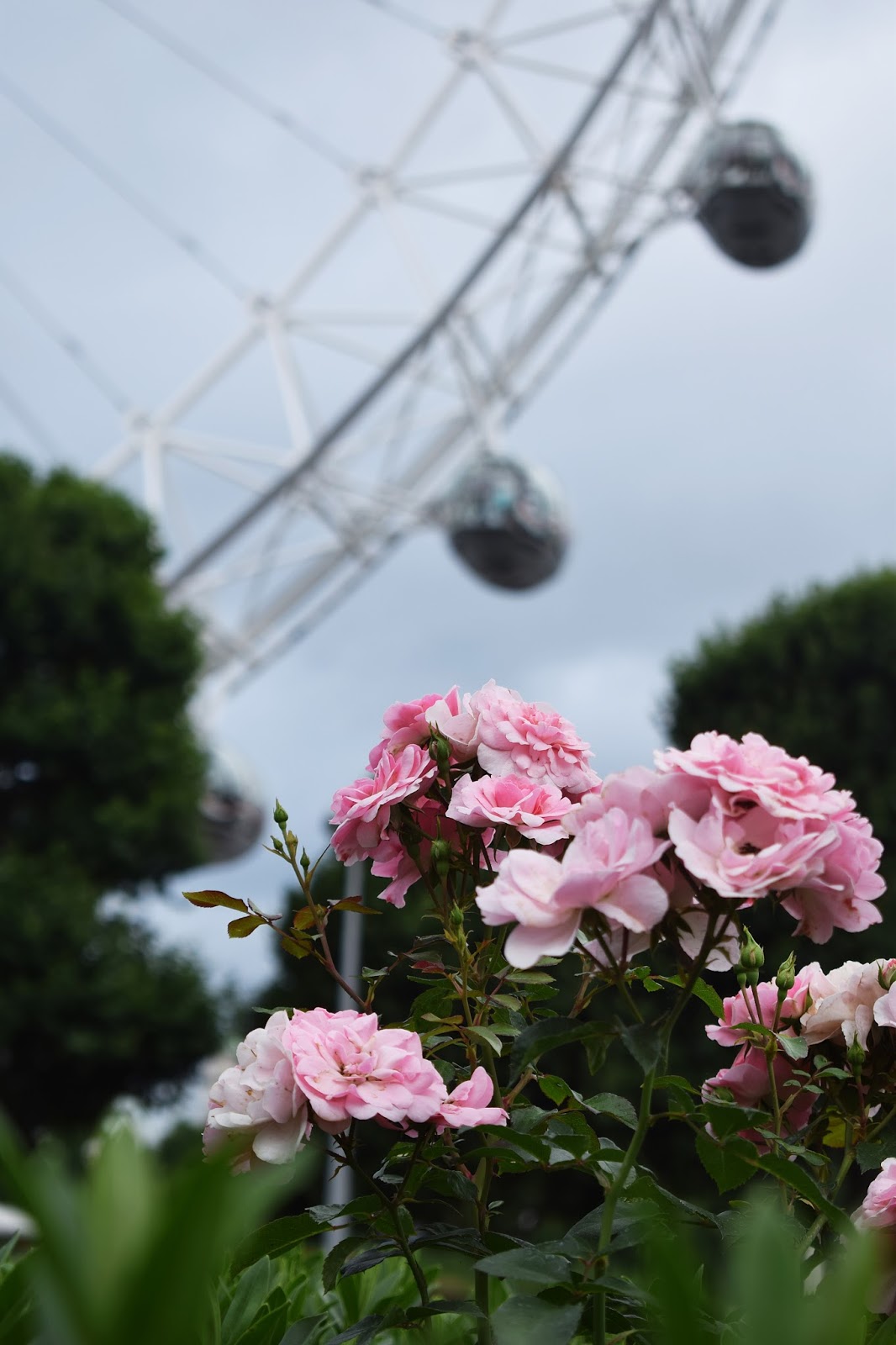 A glimpse of the London Eye through the roses