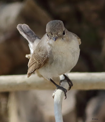 Red-breasted Flycatcher